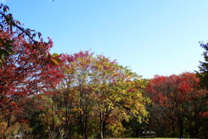 エゾヤマザクラの紅葉