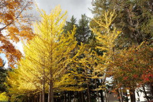 紅葉したイチョウの並木