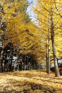 イチョウの並木