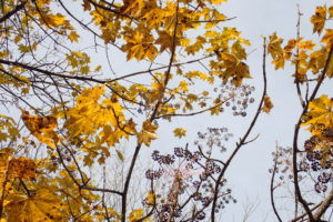 ハリギリの実と紅葉