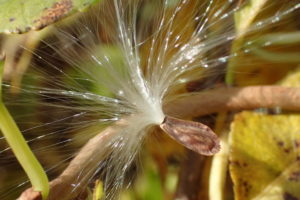 ガガイモ種と冠毛