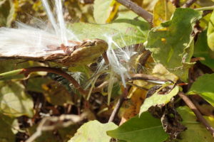 ガガイモ種と冠毛