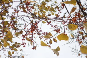 ツルウメモドキの実