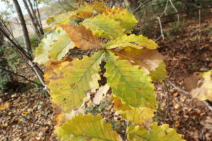 ミズナラの紅葉