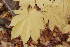 ハウチワカエデの紅葉