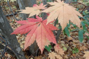 ハウチワカエデの紅葉