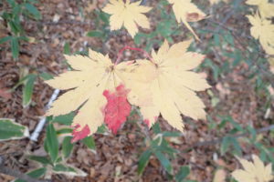 ハウチワカエデの紅葉