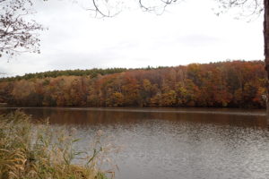 池の周りの様子