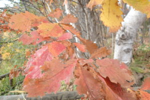 ミズナラの紅葉