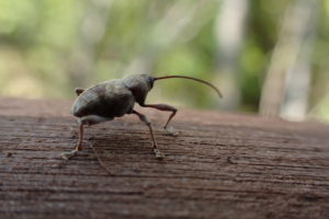 コナラシギゾウムシ