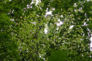 ツリバナのピンクがかった紅葉