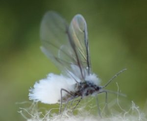 トドノネオオワタムシ