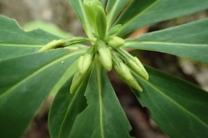 ナニワズの花芽