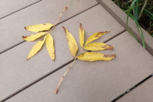 ヤチダモの紅葉した葉