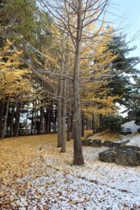 初雪の降った園内