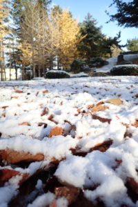 初雪の降った園内