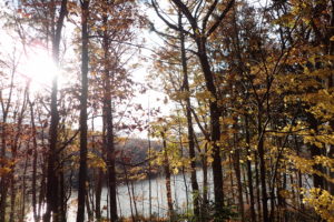 落葉が進み明るくなった園内