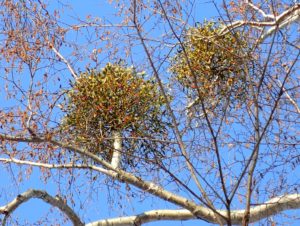 ヤドリギと赤い実