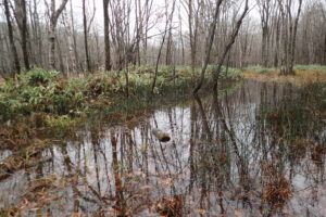 湿原の様子