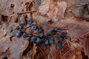 ヤマブドウの実