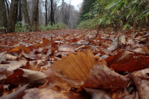 ミズナラの落ち葉でフカフカした園路