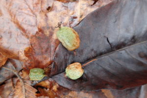 サルナシ（コクワ）の実