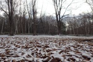 雪のうっすらと積もった園内