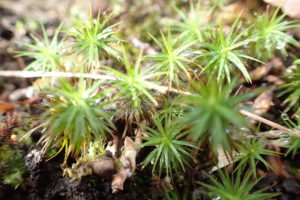 苔の仲間