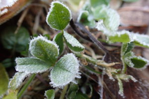 霜のついたクローバー