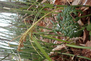 エゾフユノハナワラビ