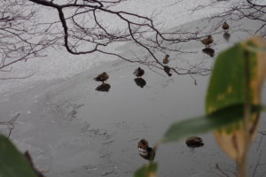 池にいるマガモやトモエガモ