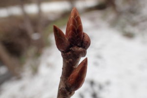 ミズナラの冬芽