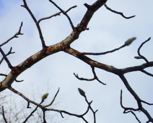 キタコブシの冬芽