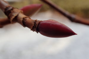 ツルアジサイの冬芽