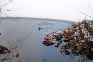 川に流れ出る所にいるマガモ