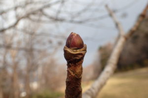 ハリギリの冬芽