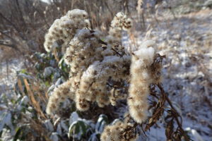 オオアワダチソウの冠毛