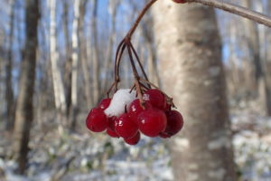 ミヤマガマズミの実