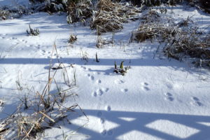 雪の上の動物の足跡