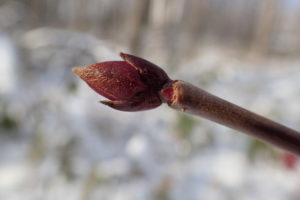 ミヤマガマズミの冬芽