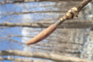 ホオノキの冬芽