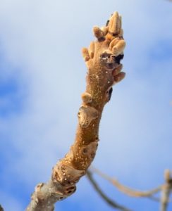 オニグルミの冬芽