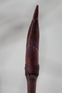 ツリバナの冬芽