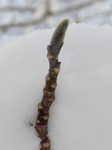 キタコブシの冬芽