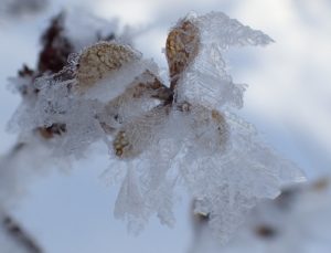 ノリウツギについた樹霜