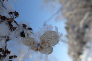 ノリウツギについた樹霜