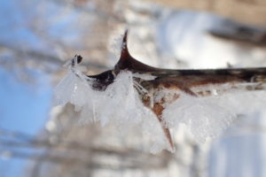 ハリギリについた樹霜