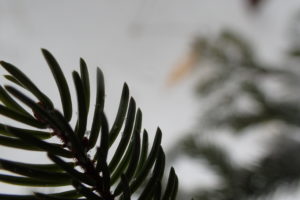 アカエゾマツの葉