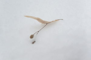 オオバボダイジュの実