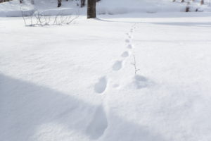 キタキツネの足跡